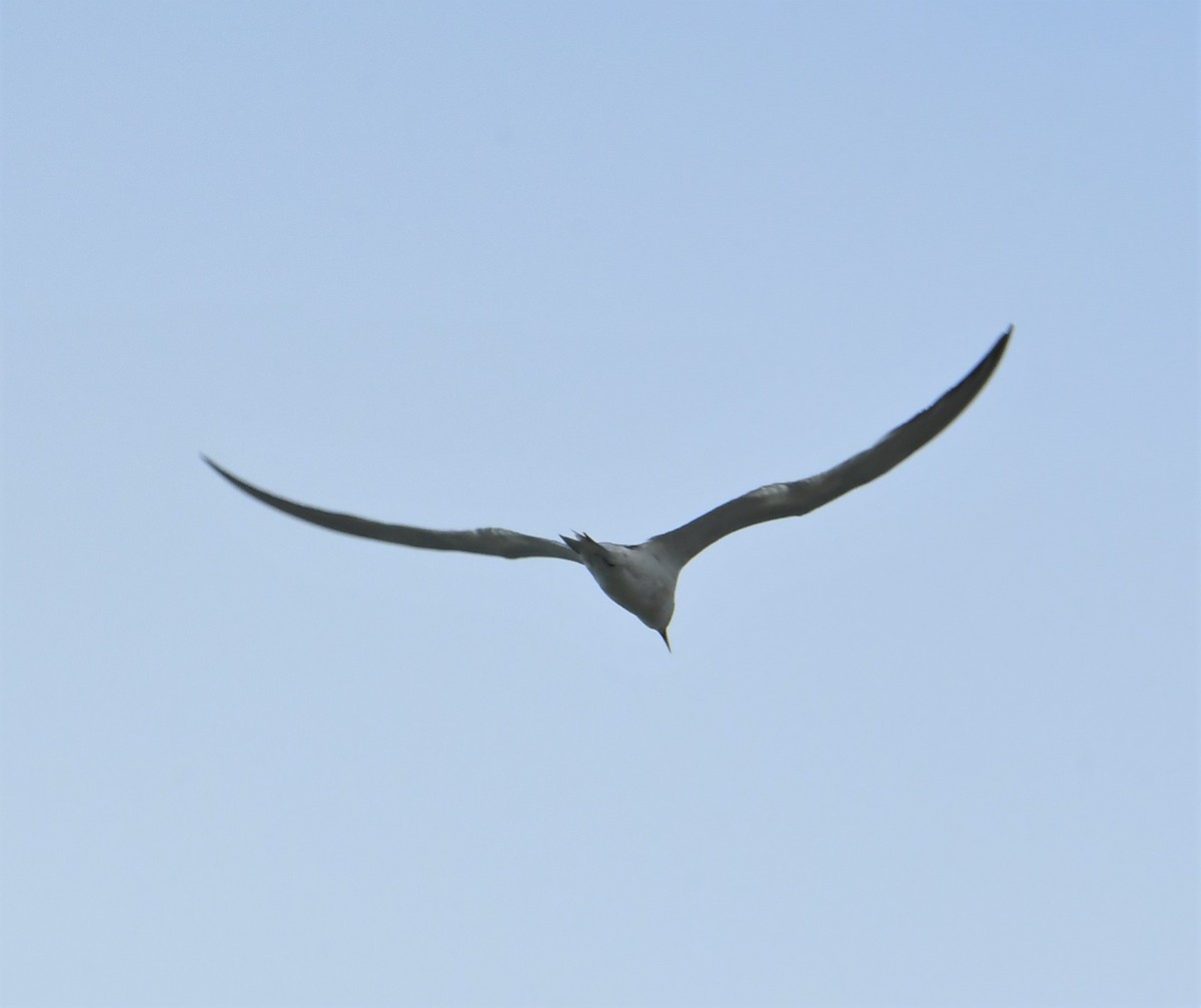 tern sp. - ML166532241