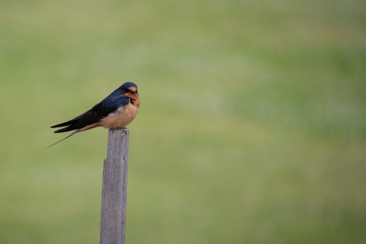 Barn Swallow - ML166532321