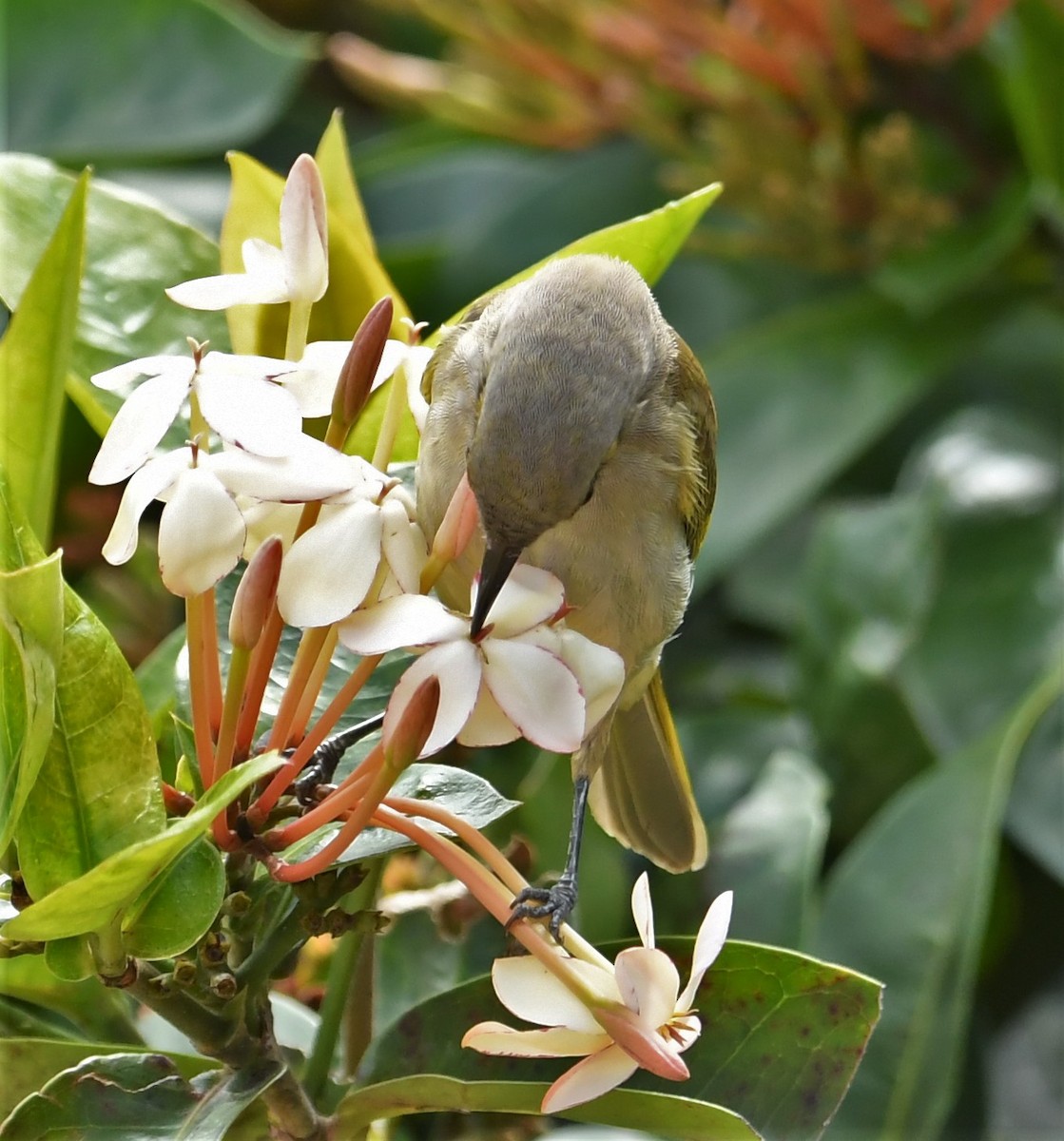 Brown Honeyeater - ML166532941