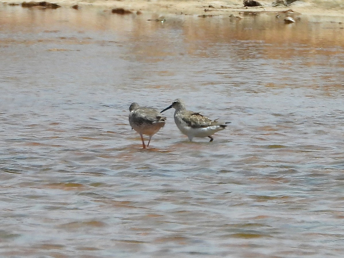 Curlew Sandpiper - ML166533971