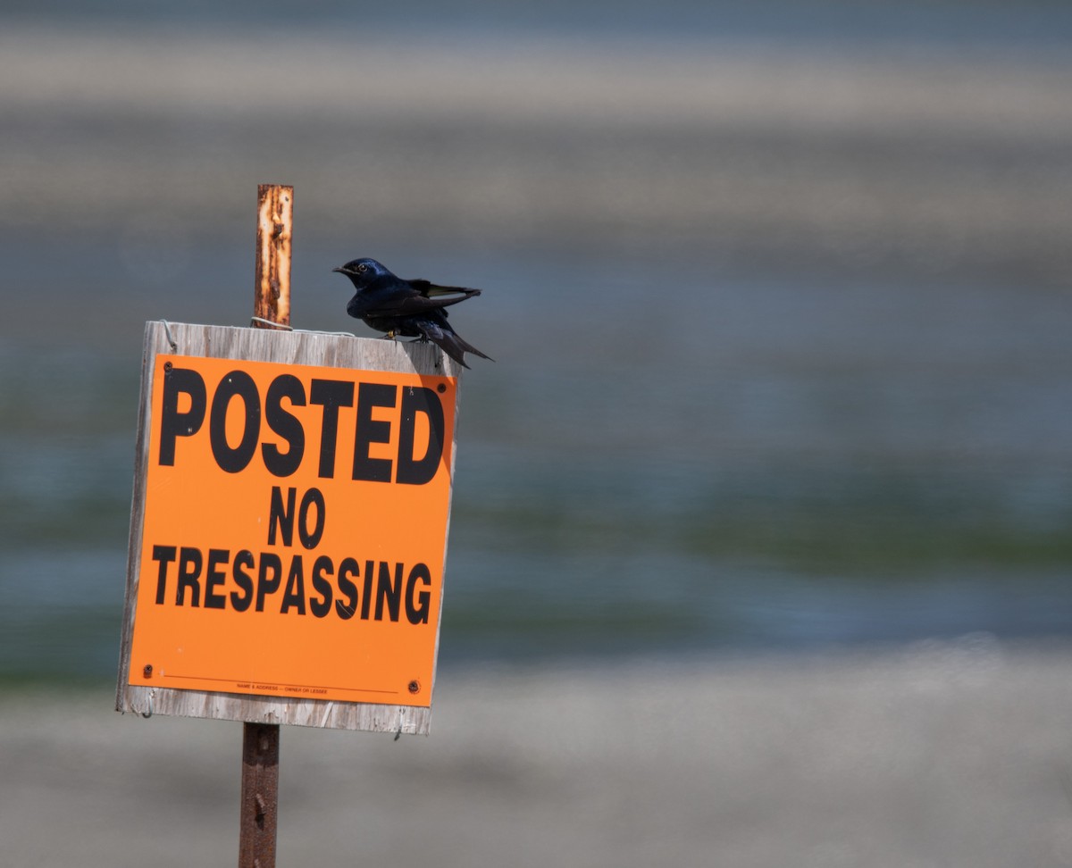 Purple Martin - Joyce Chase