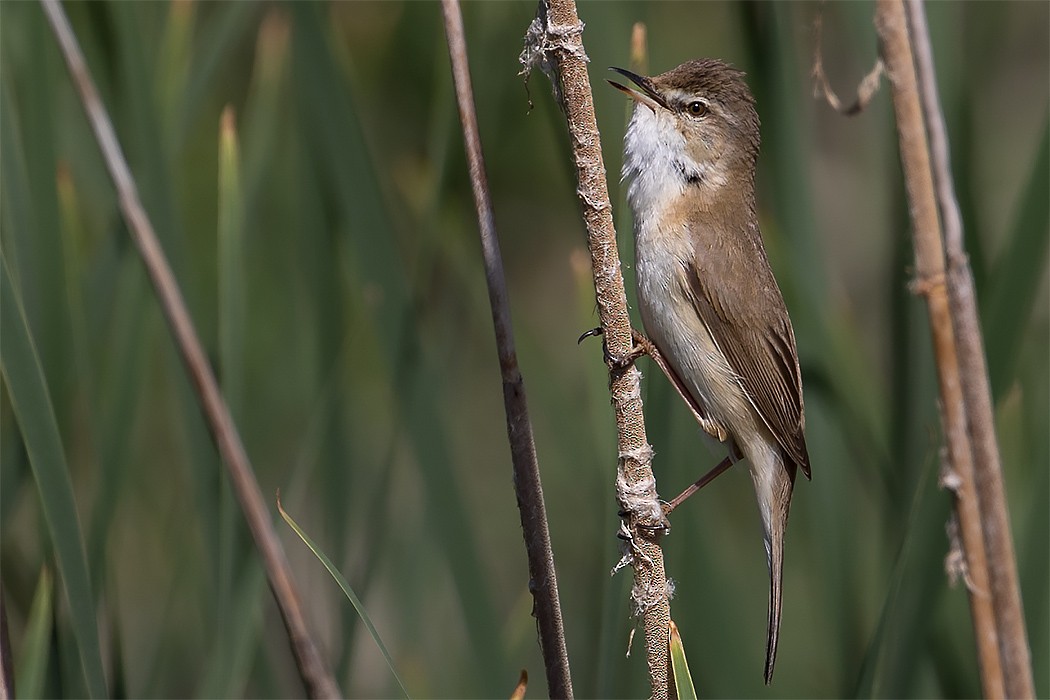 Paddyfield Warbler - Göktuğ  Güzelbey