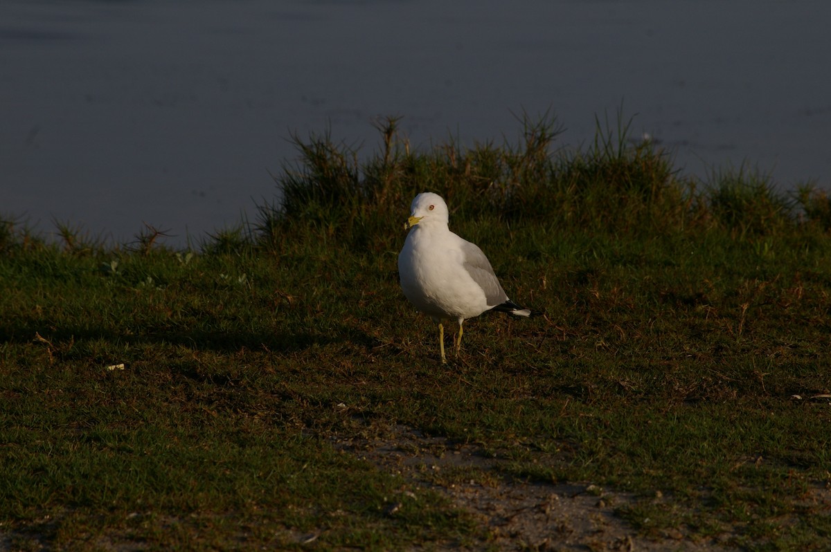 Ring-billed Gull - ML166537481