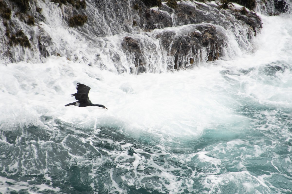 Pelagic Cormorant - ML166538591