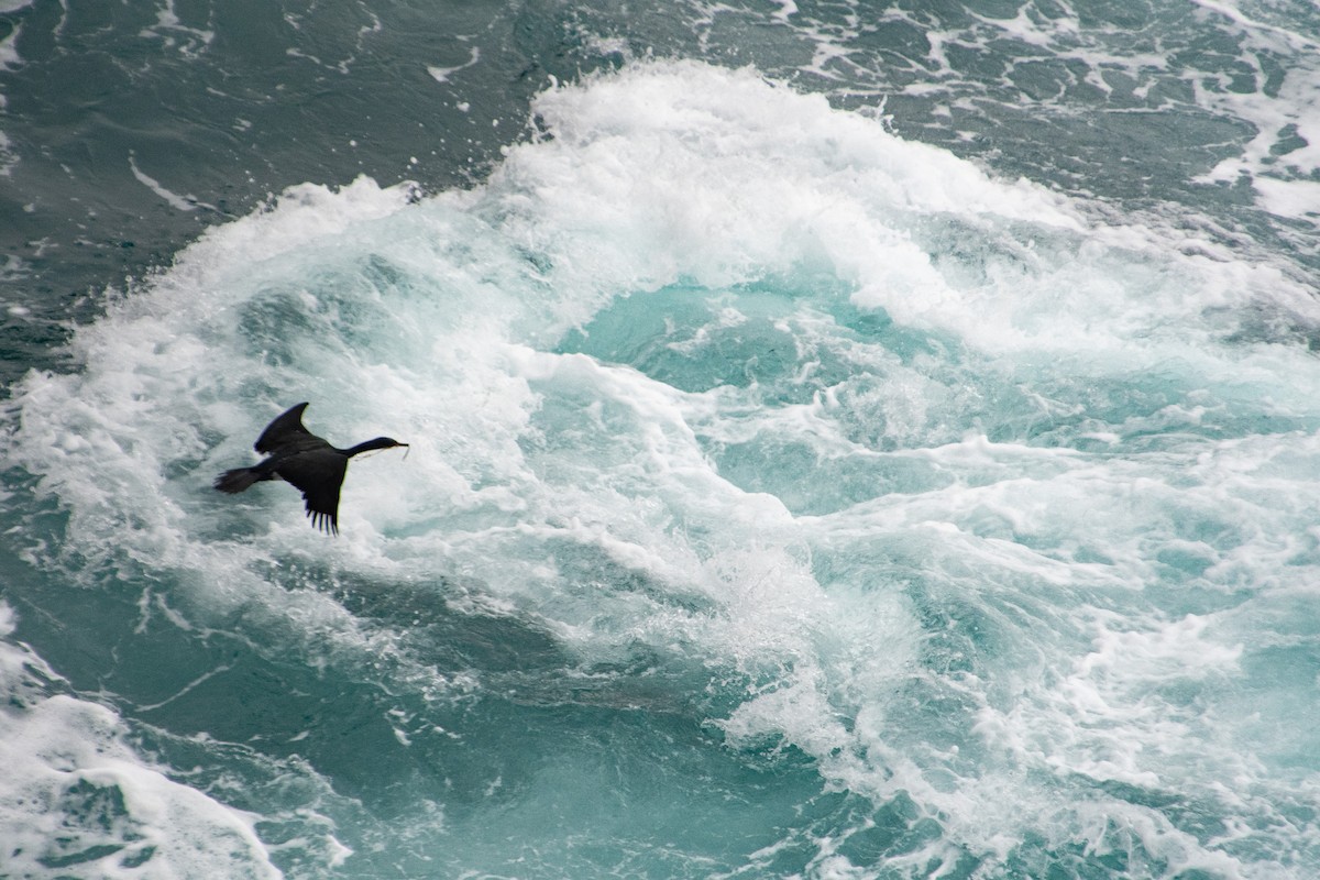 Pelagic Cormorant - Joyce Chase