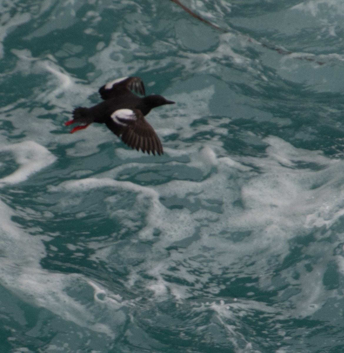 Pigeon Guillemot - ML166538841