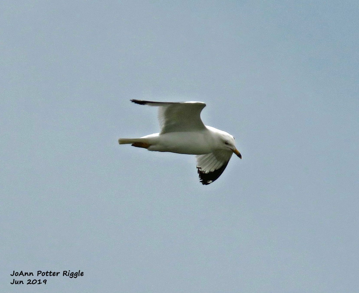 Ring-billed Gull - JoAnn Potter Riggle 🦤