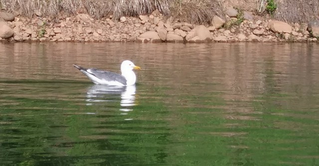 California Gull - ML166539741