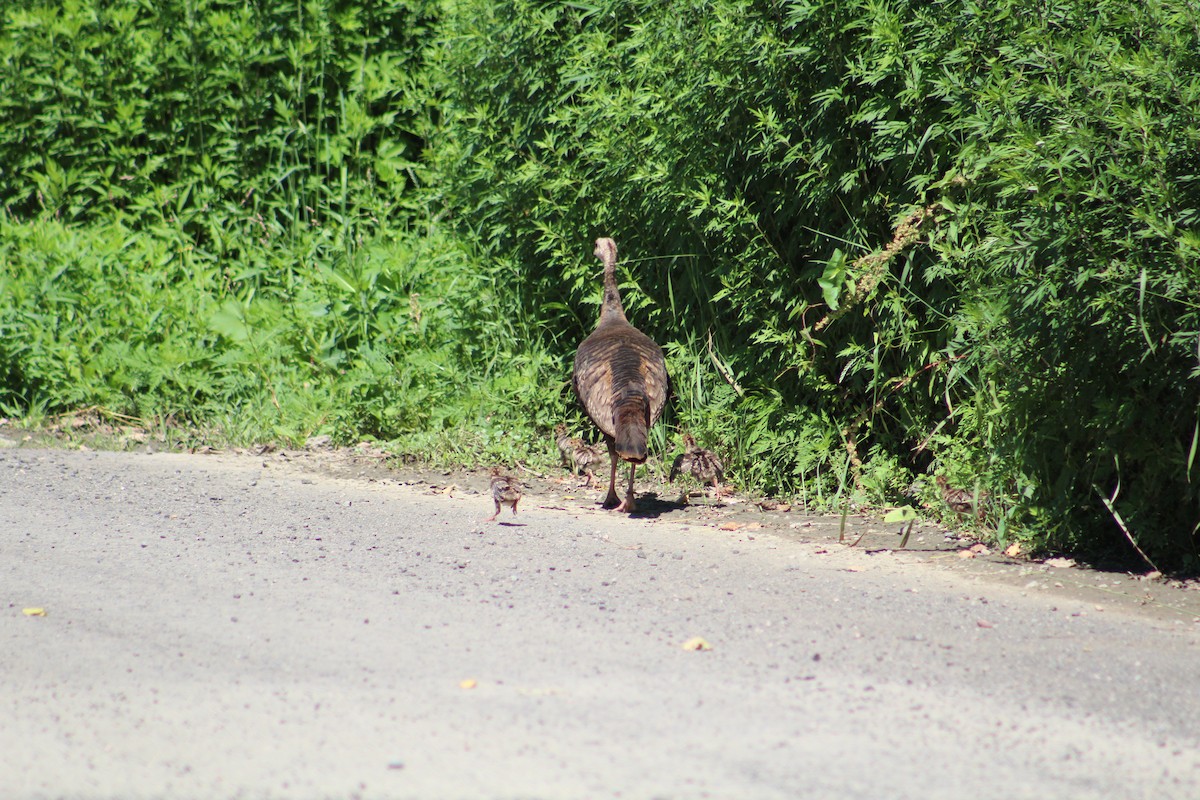 Wild Turkey - MARIA STOCKMAL