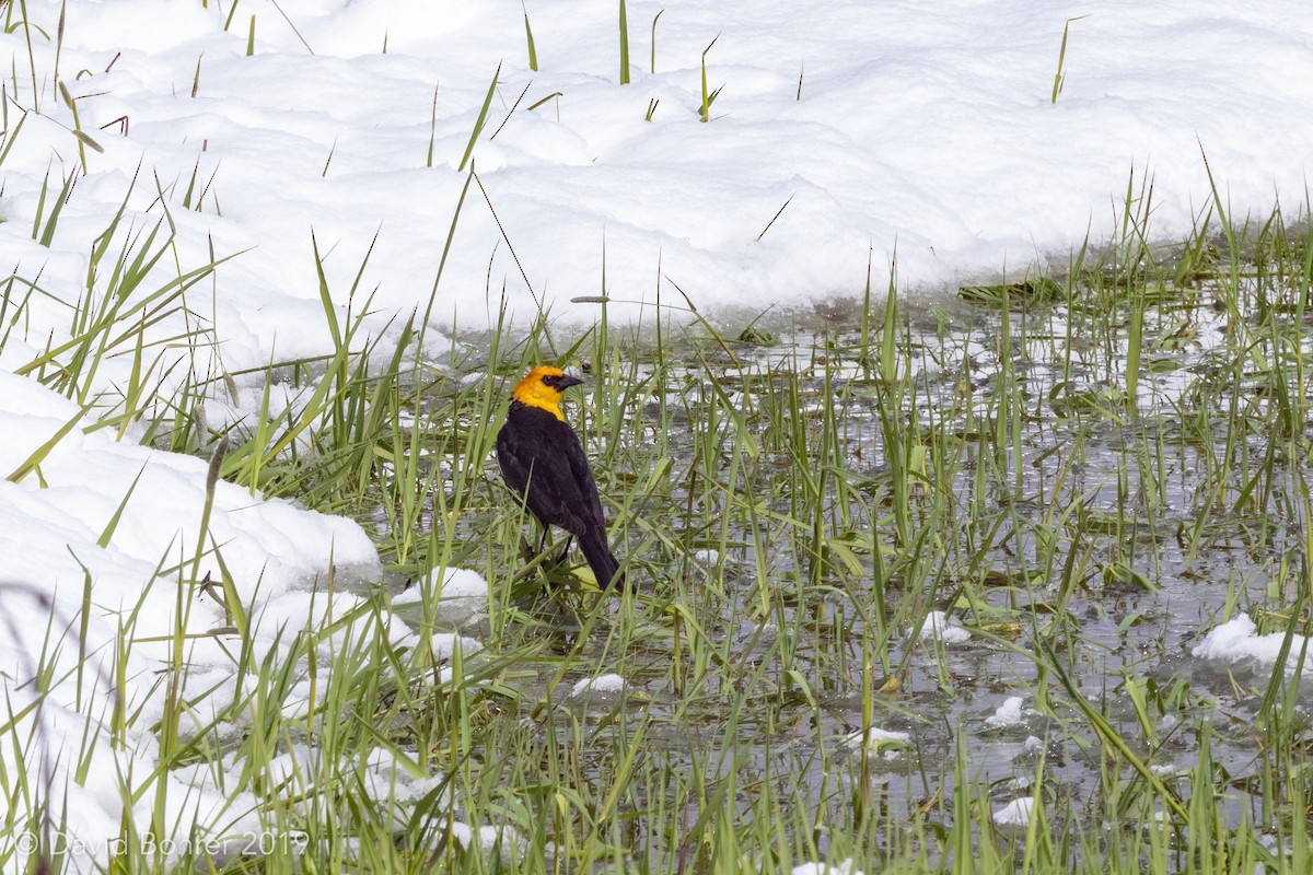 Yellow-headed Blackbird - David Bohrer