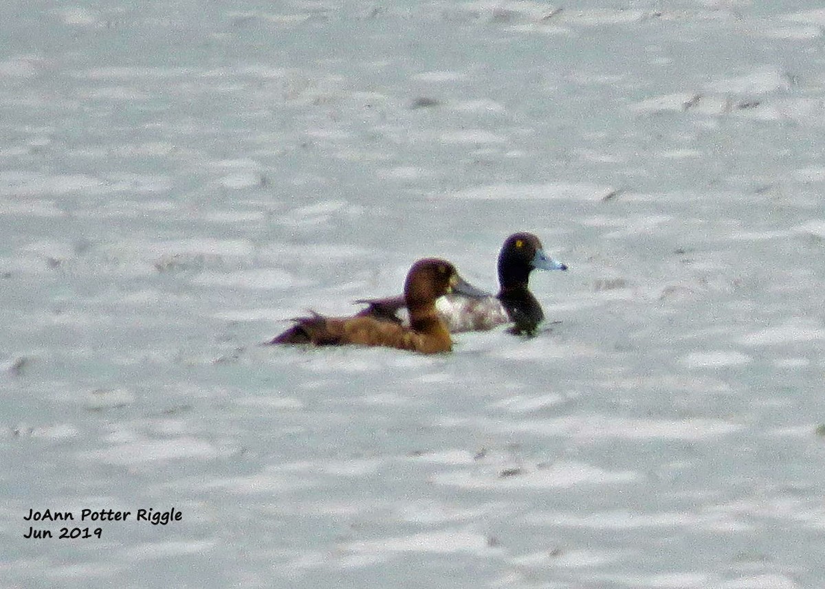 Greater Scaup - ML166540961