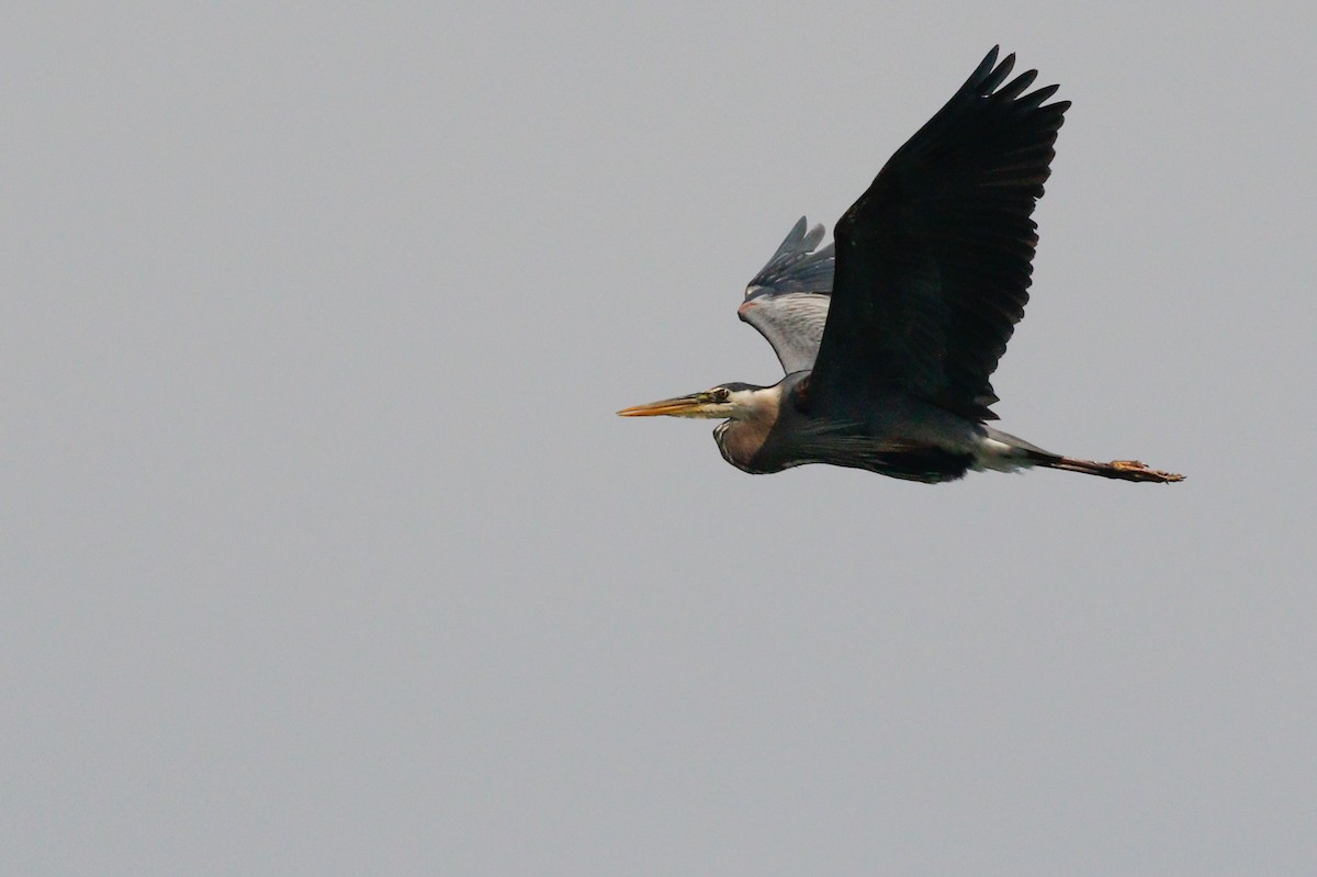 Great Blue Heron - ML166540991