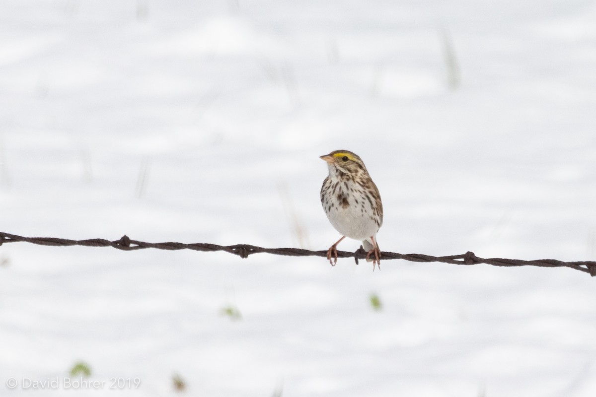 Savannah Sparrow - ML166541151