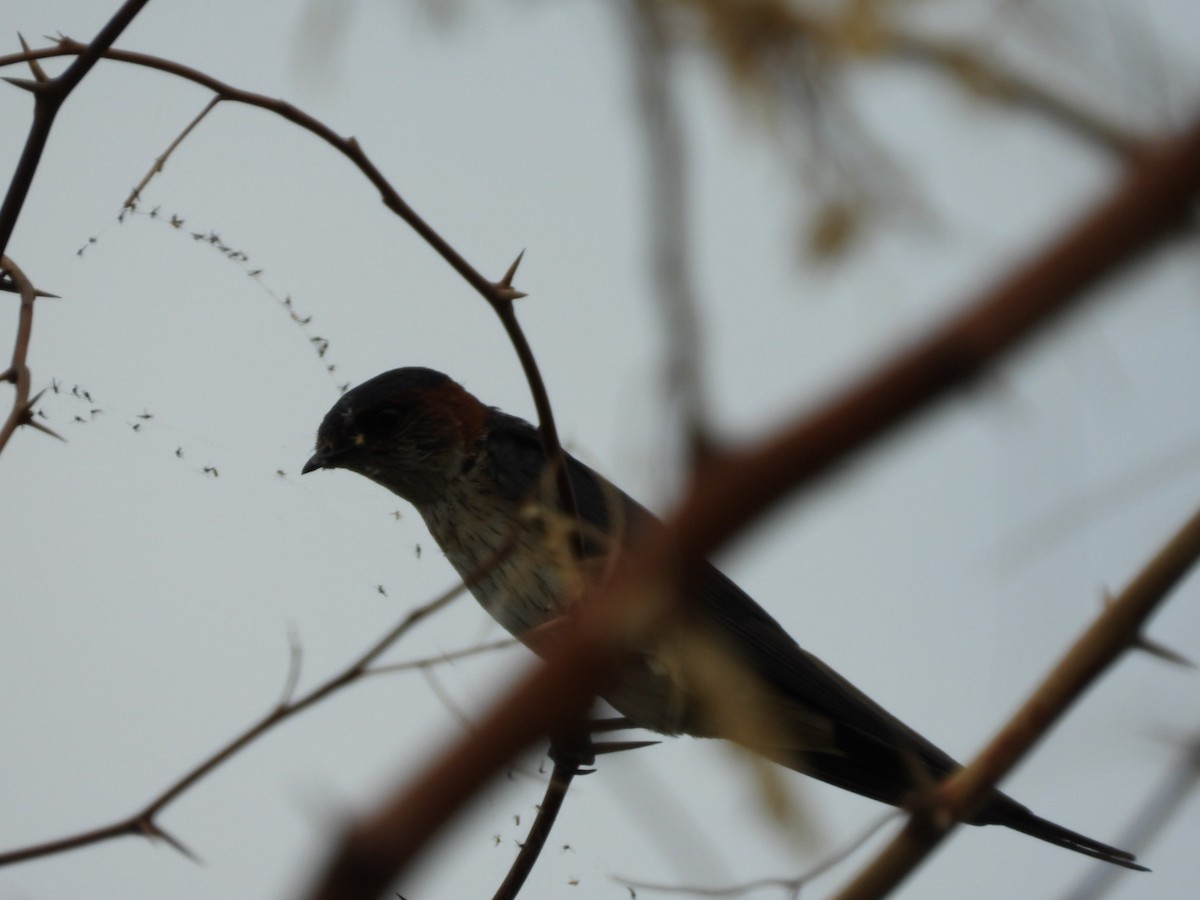 Red-rumped Swallow - ML166542671