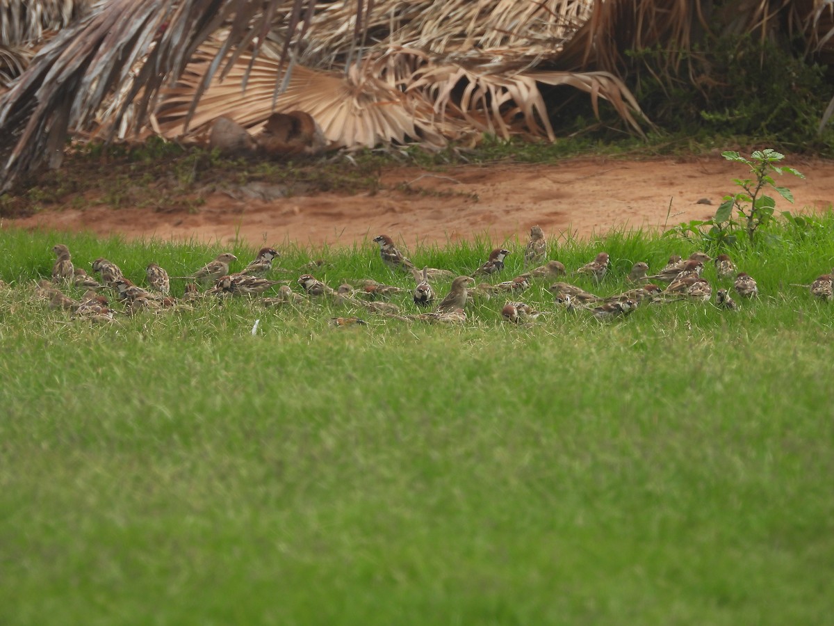 Spanish Sparrow - ML166542931