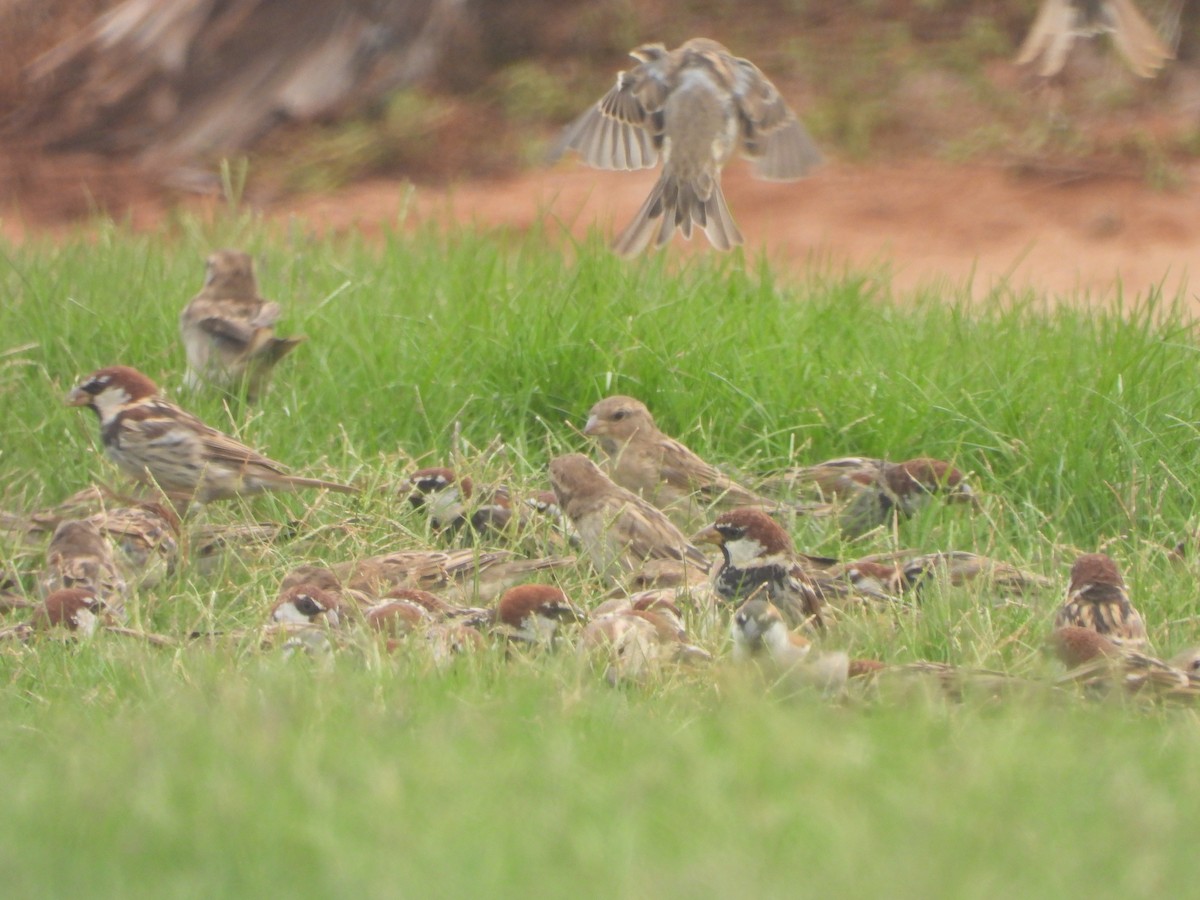 Spanish Sparrow - ML166542961