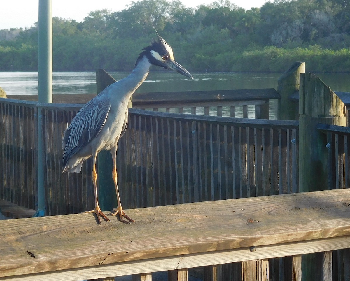 Yellow-crowned Night Heron - LynnErla Beegle