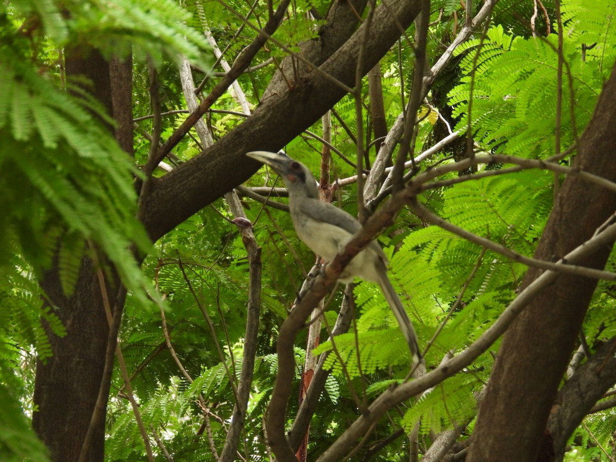 Indian Gray Hornbill - ML166543231