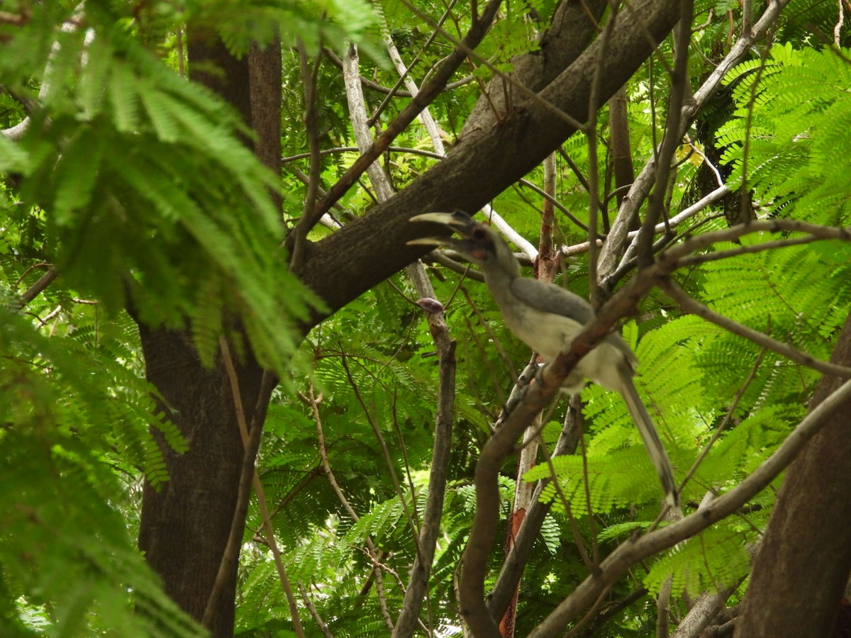 Indian Gray Hornbill - ML166543241