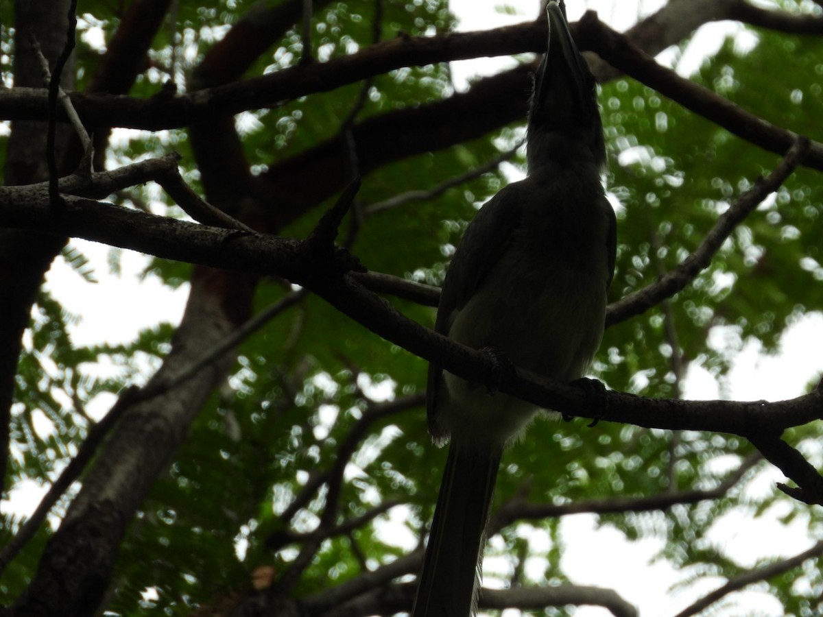 Indian Gray Hornbill - ML166543271