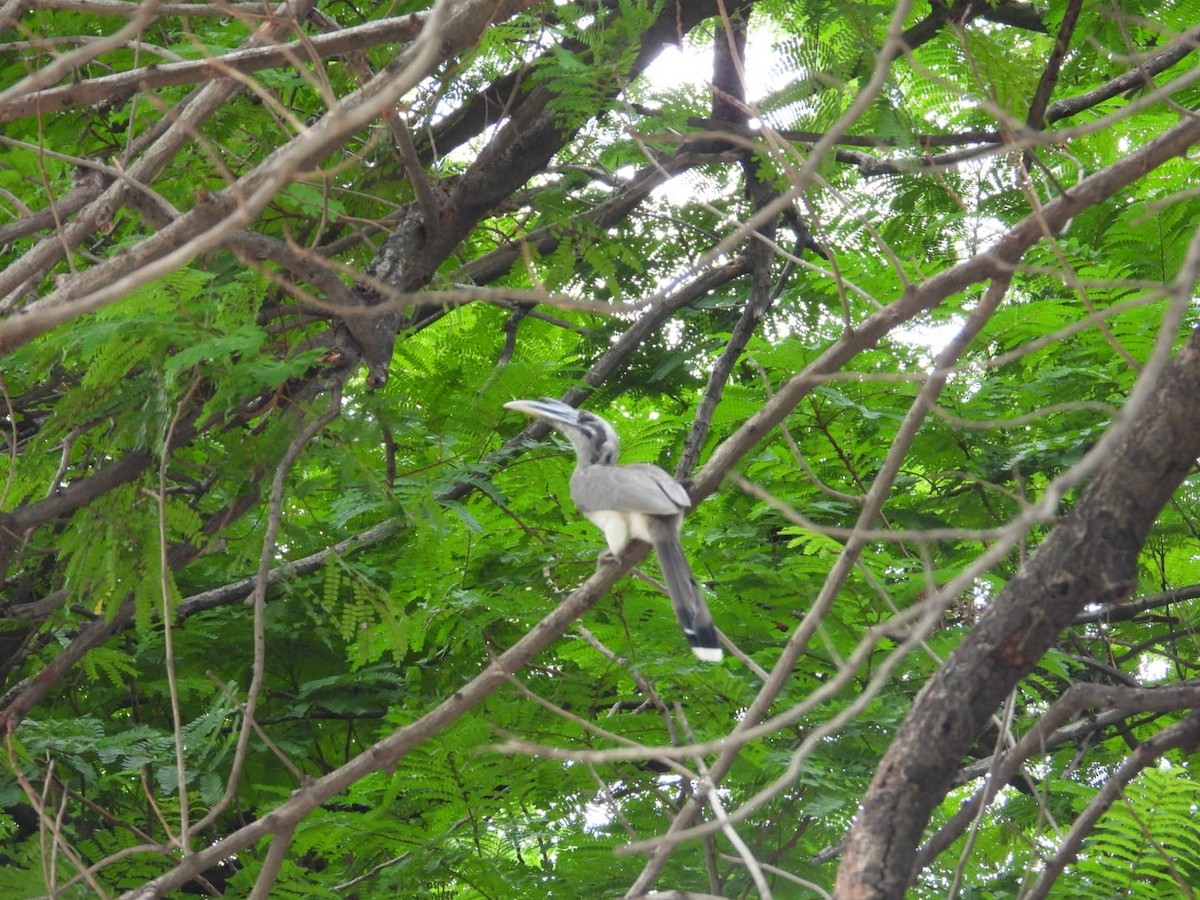 Indian Gray Hornbill - ML166543281
