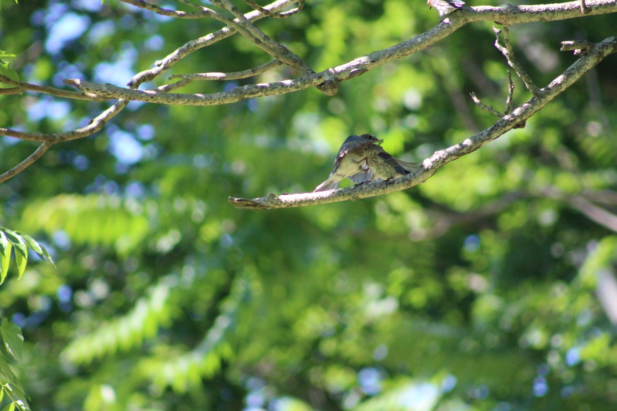 Eastern Bluebird - ML166543411