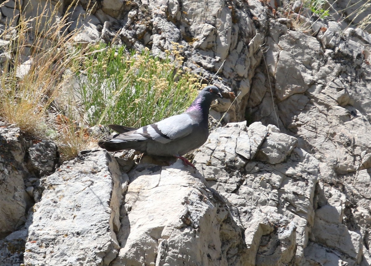 Rock Pigeon (Feral Pigeon) - Tom Forwood JR