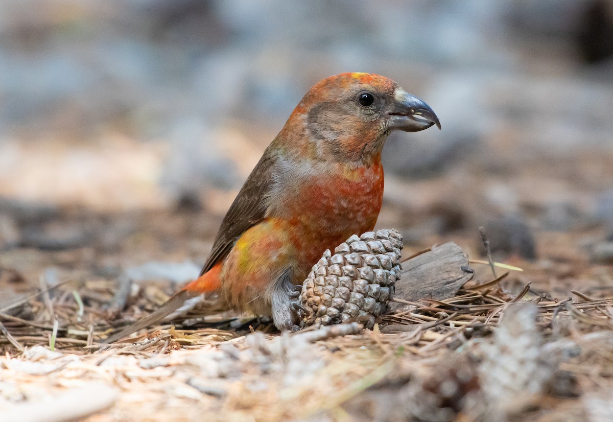 Cassia Crossbill - ML166544211