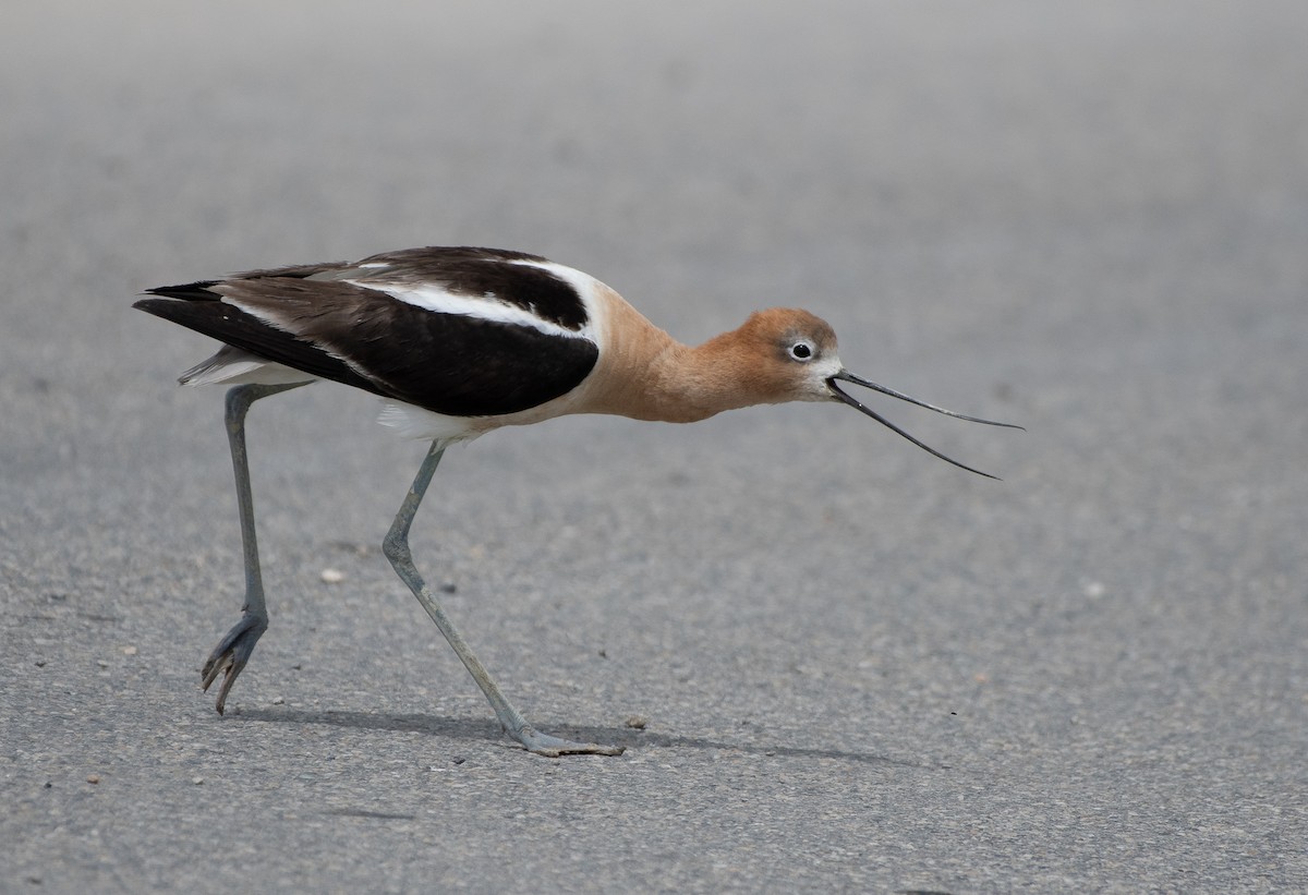 American Avocet - ML166545261