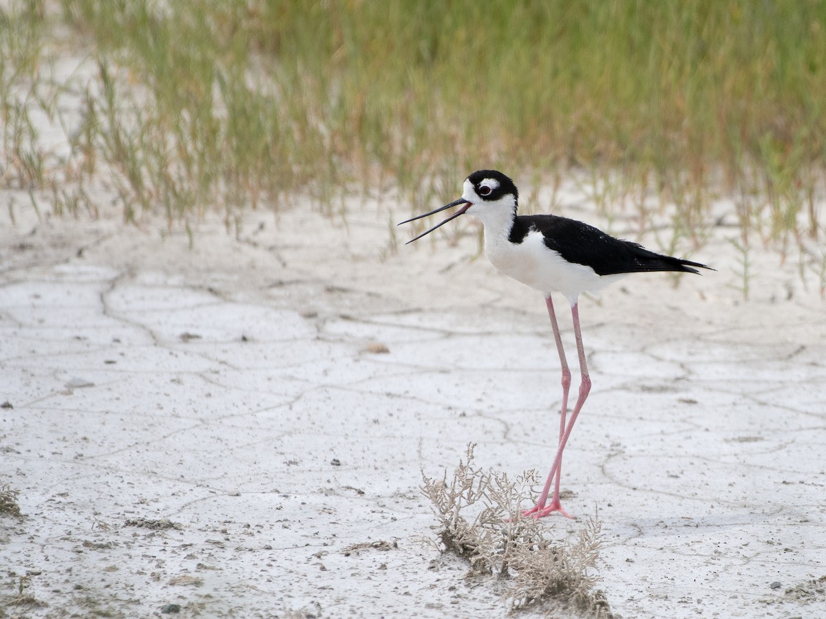 Black-necked Stilt - ML166545371