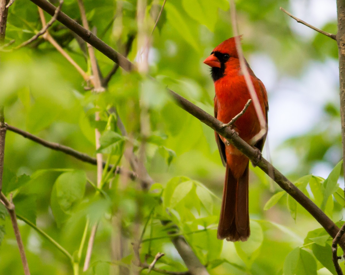 Northern Cardinal - ML166546011
