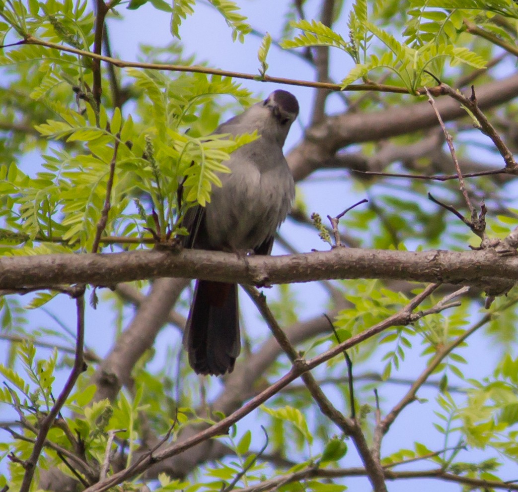 Gray Catbird - ML166546021