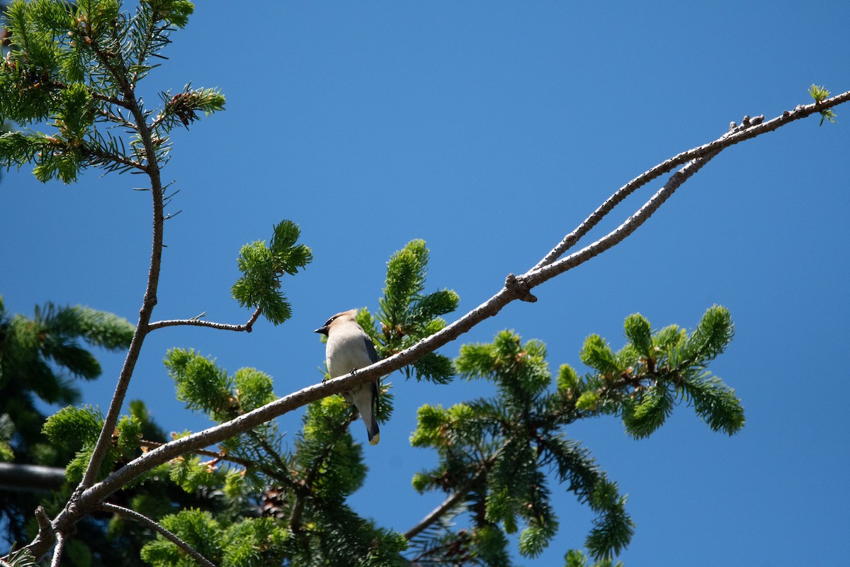 Cedar Waxwing - ML166546551