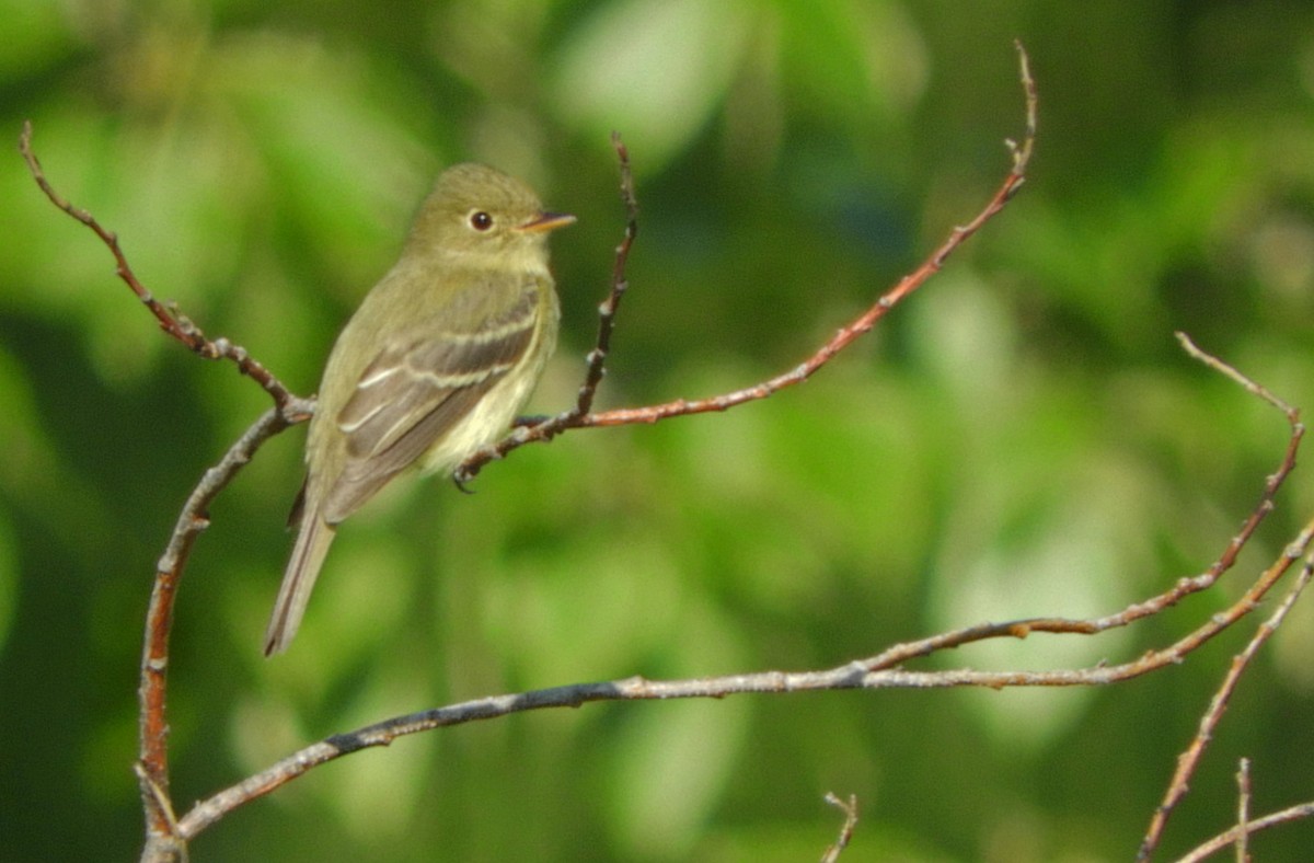 Yellow-bellied Flycatcher - ML166549421