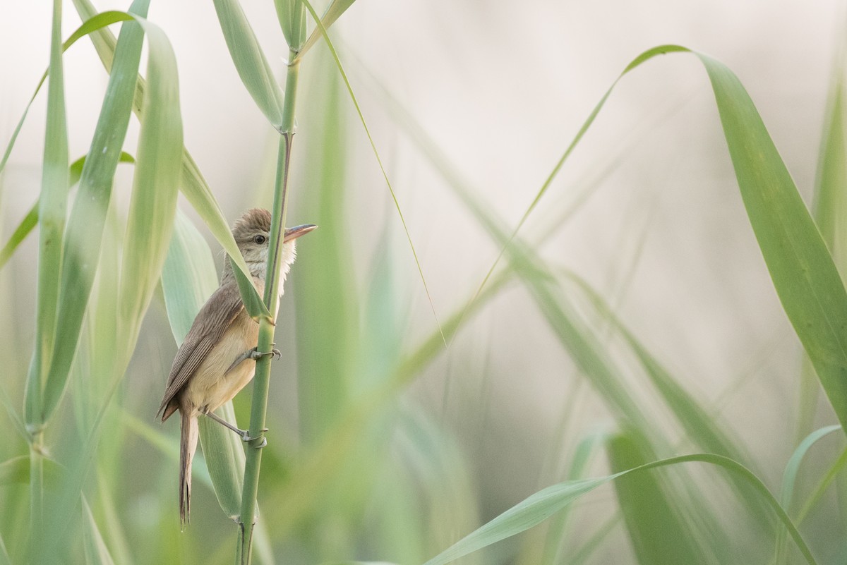 Oriental Reed Warbler - ML166550381