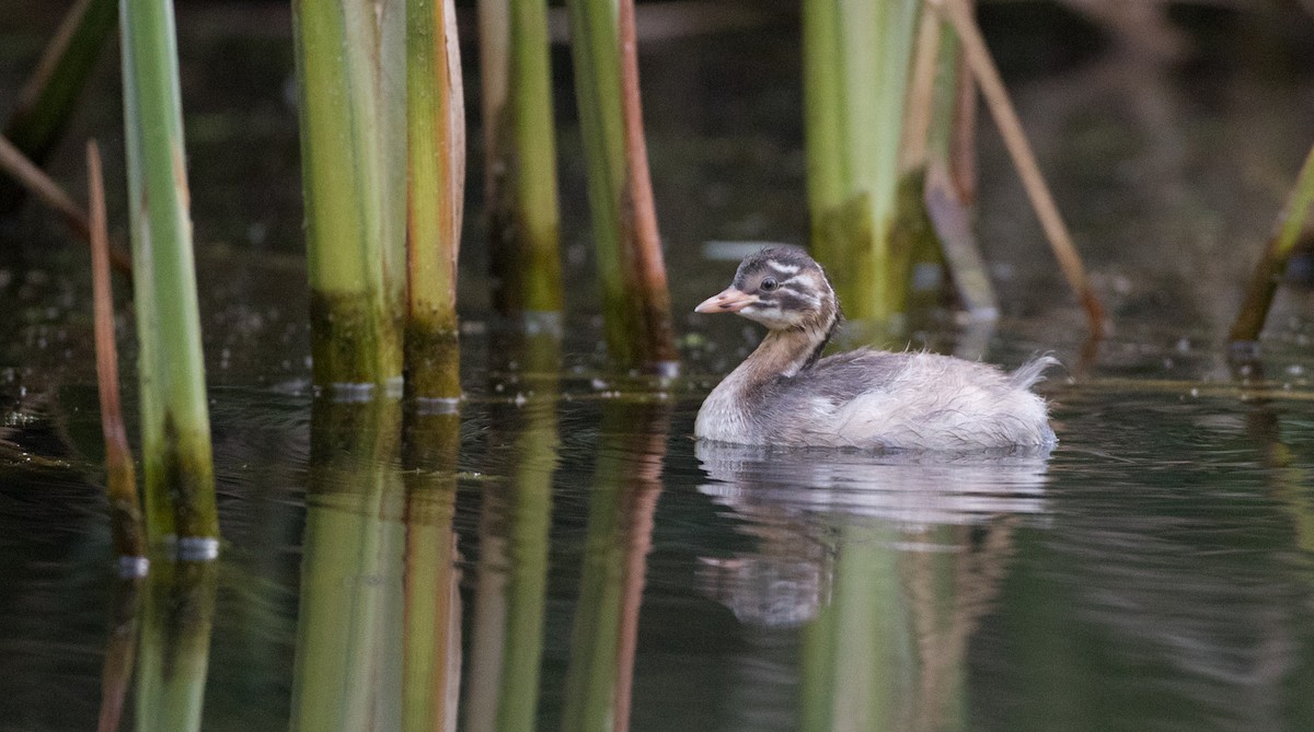 Little Grebe (Little) - Ian Davies