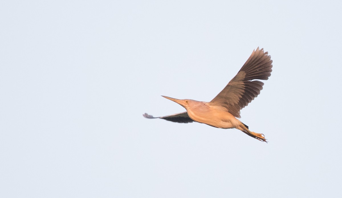 Yellow Bittern - ML166551181