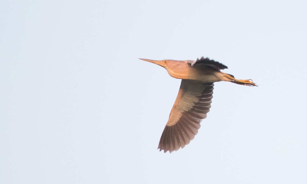 Yellow Bittern - Ian Davies