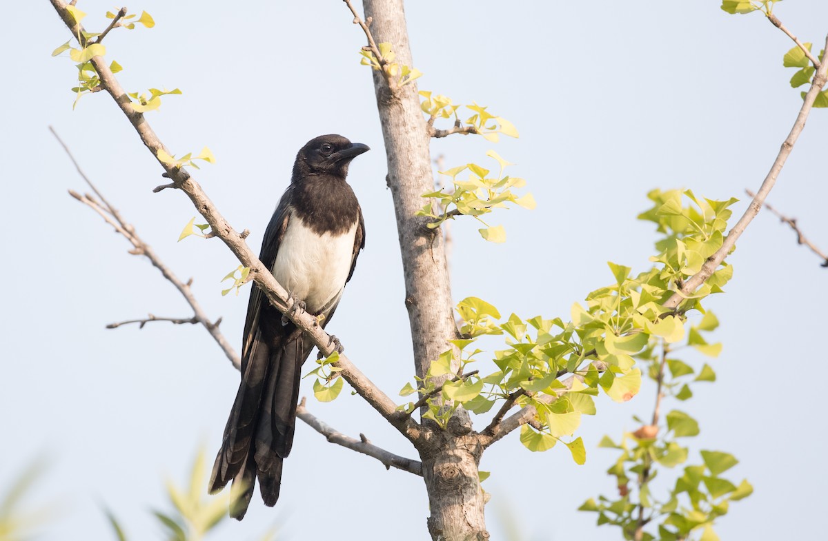 Oriental Magpie - ML166551501