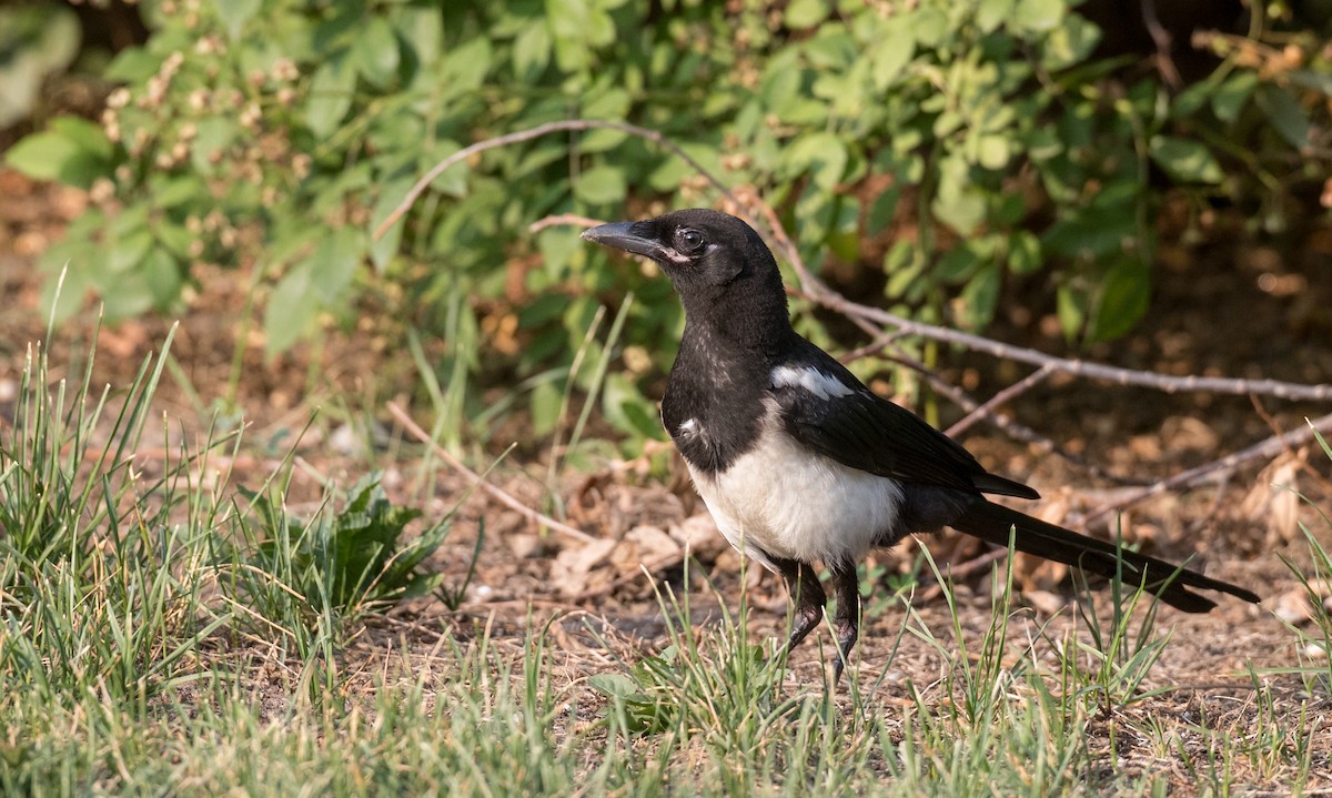 Oriental Magpie - ML166551511