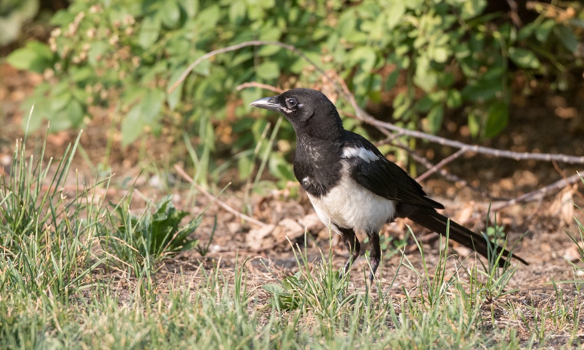 Oriental Magpie - ML166551521