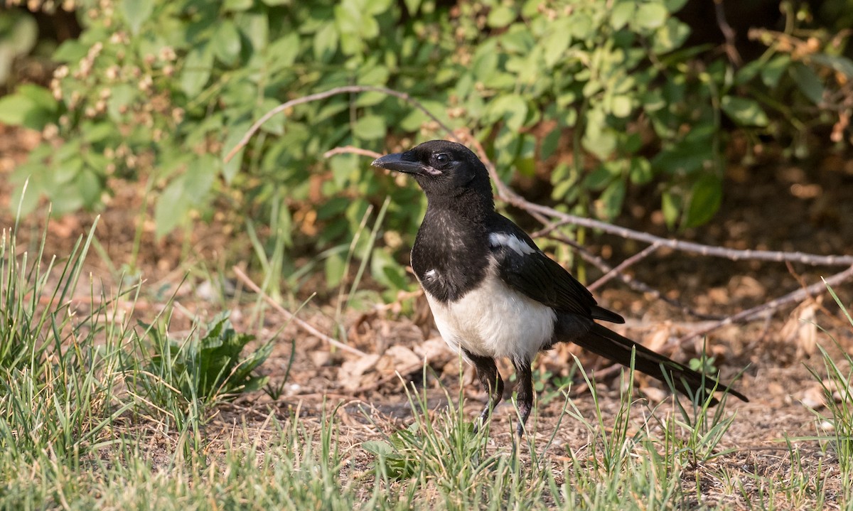 Oriental Magpie - Ian Davies