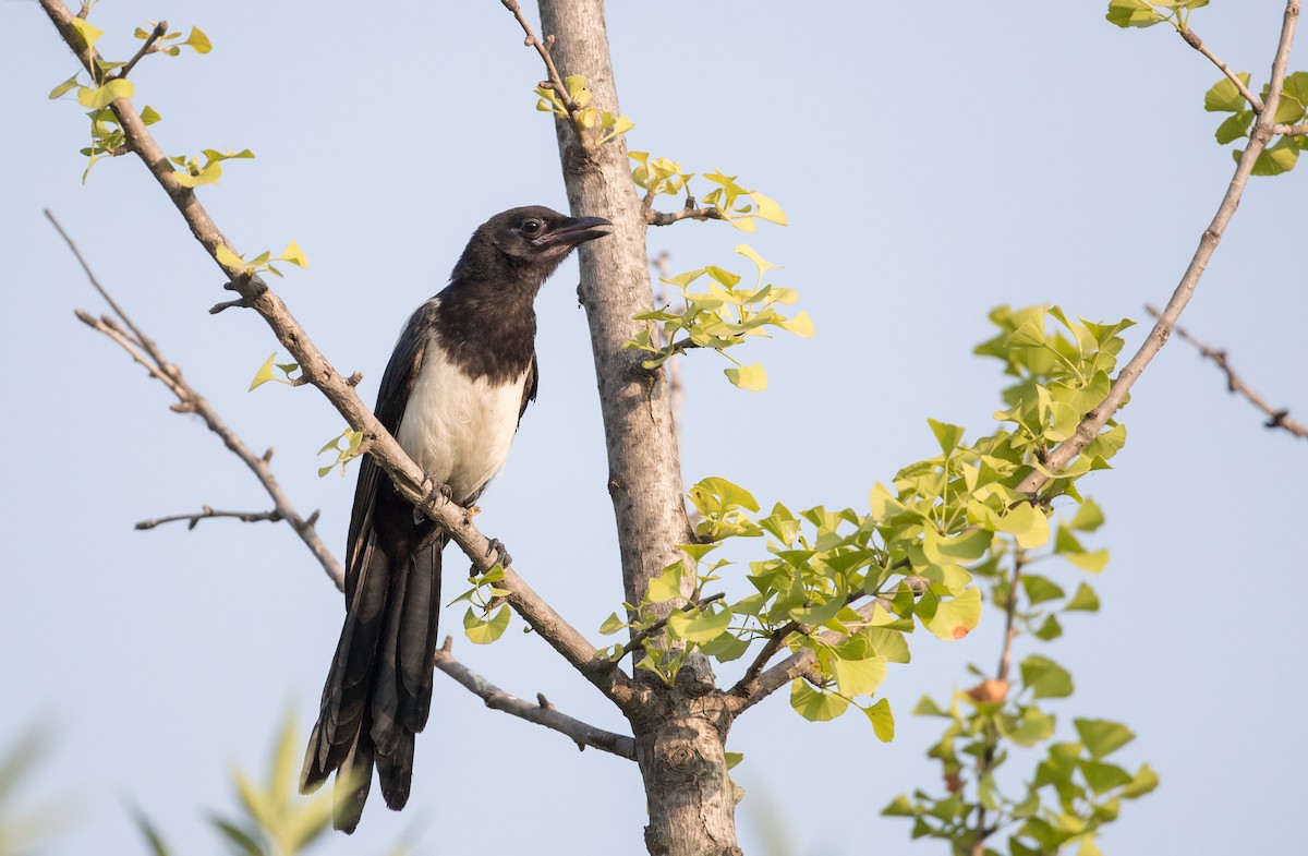 Oriental Magpie - ML166551541