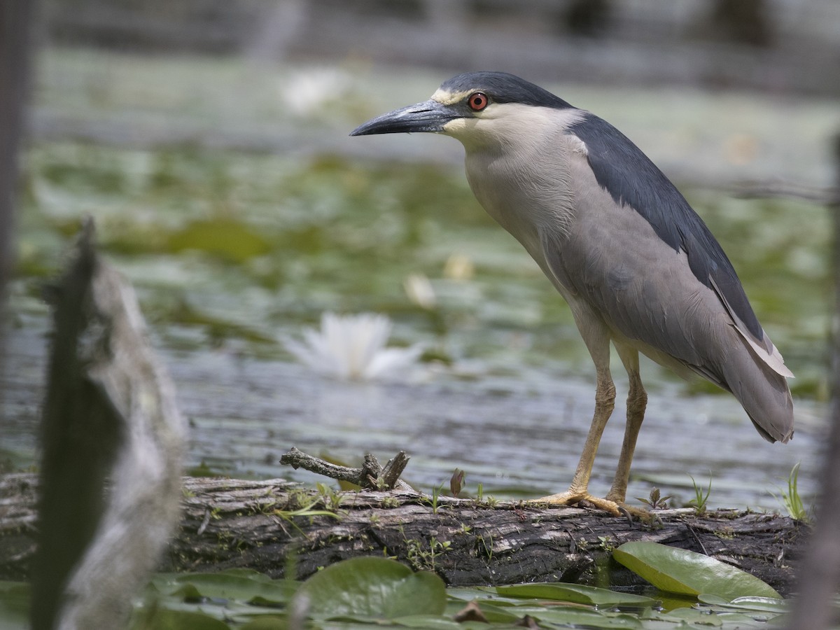 Black-crowned Night Heron - ML166551741