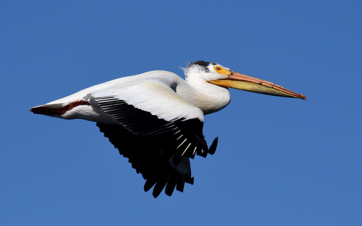 American White Pelican - ML166553401