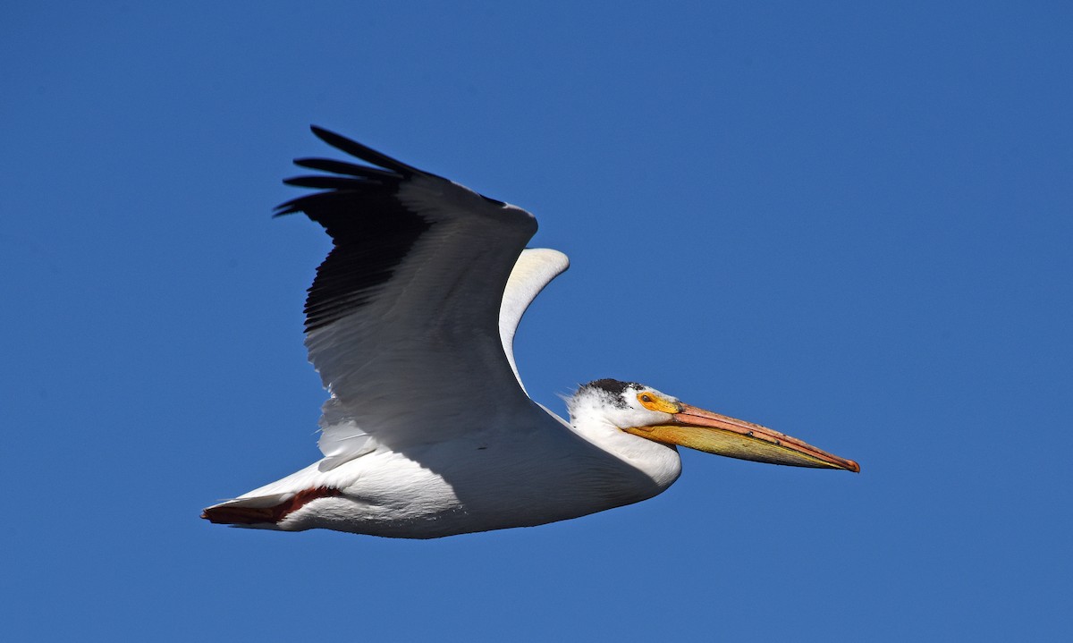 pelikán severoamerický - ML166553411