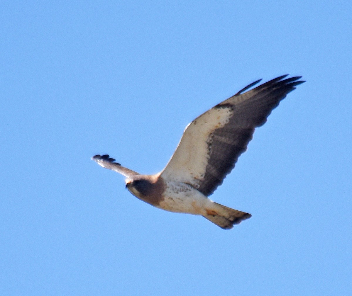 Swainson's Hawk - ML166554091