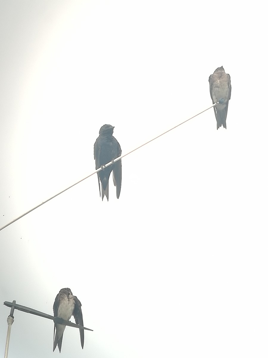 Southern Martin - ML166554251