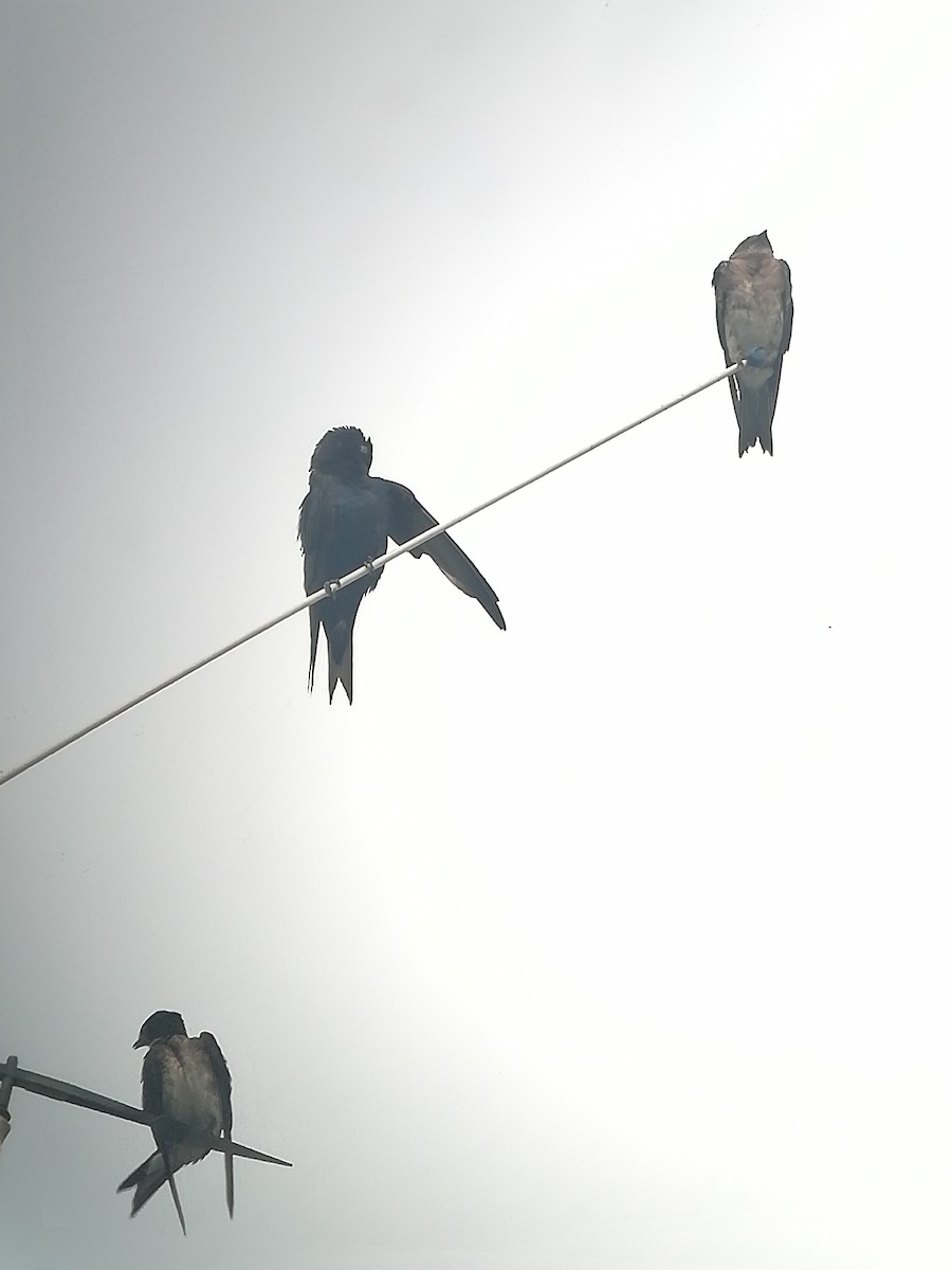 Golondrina Sureña - ML166554361