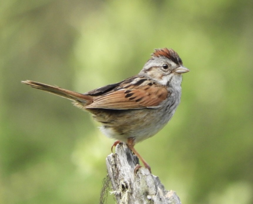 Swamp Sparrow - ML166556821